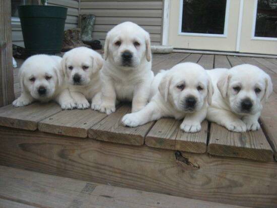 Polar Bear White Labrarador Puppies