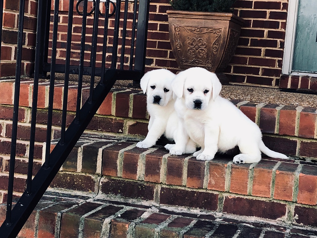 Snow White Lab Breeders & Polar Bear Labs For Sale at Twin Ponds Labradors